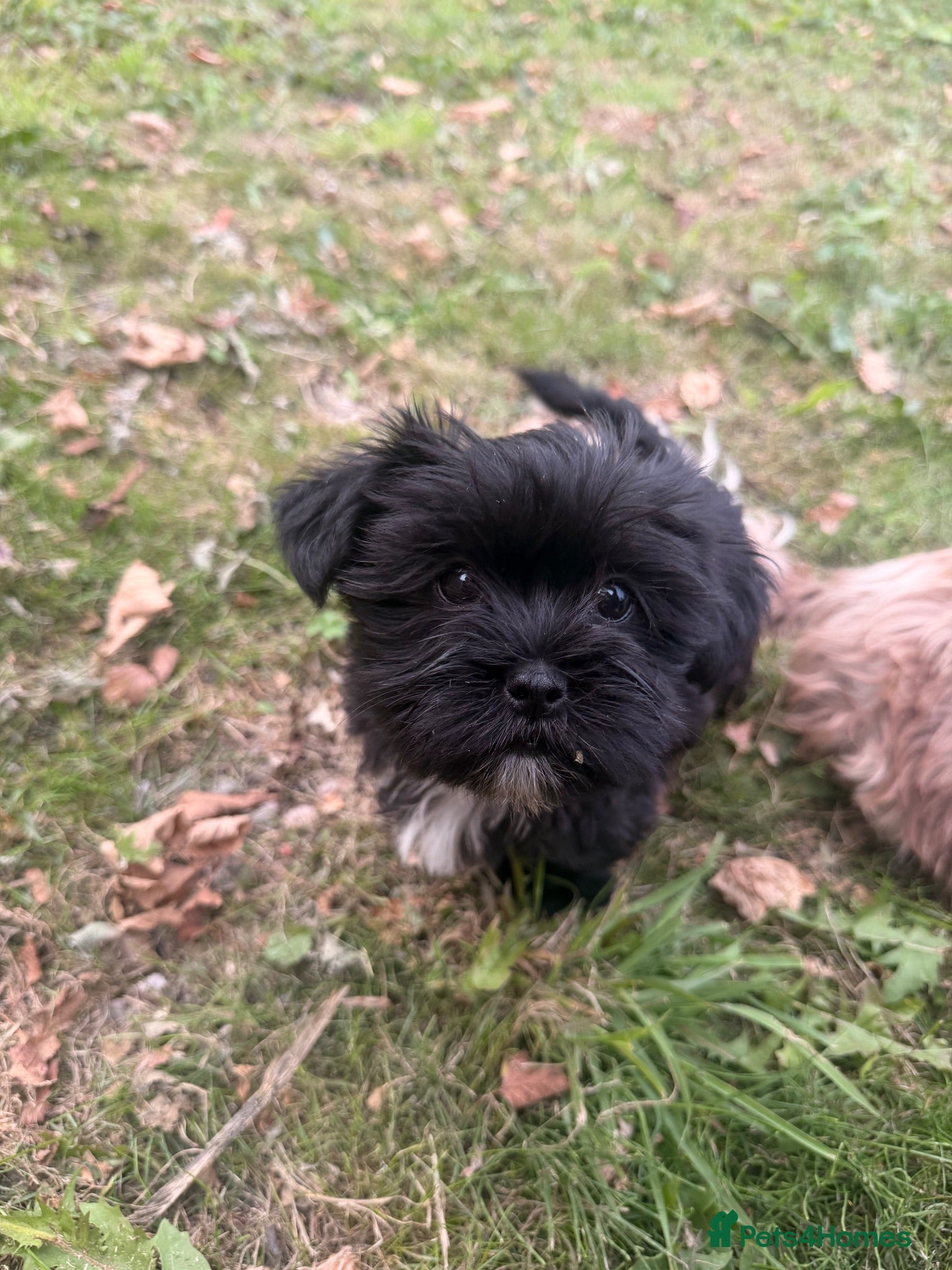 Shorkie dogs Yorkie/Shih Tzu  - Advert 1