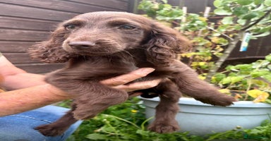 Cocker Spaniel dogs - Advert 1