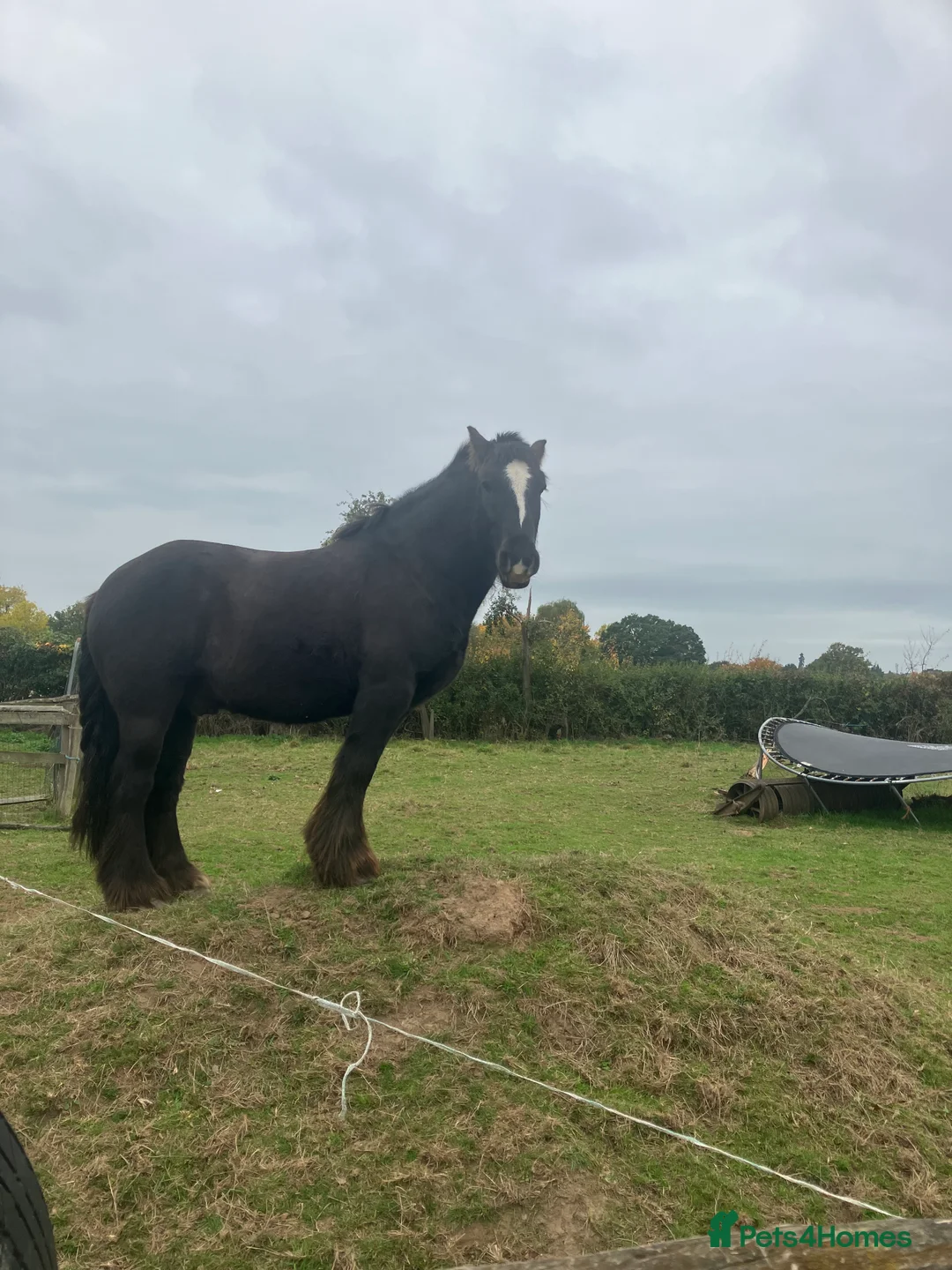 Irish Cob horses for sale: Traditional cob 15’2hh - Advert 1
