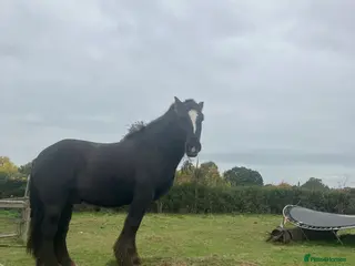 Irish Cob horses Traditional cob 15’2hh - Advert 4