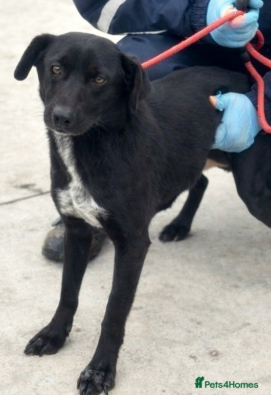 Mixed Breed dogs  🐾 BENJI - Lurcher Type Boy Ready to Belong ❤️ - Advert 2