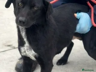 Mixed Breed dogs 🐾 BENJI - Lurcher Type Boy Ready to Belong ❤️ - Advert 2