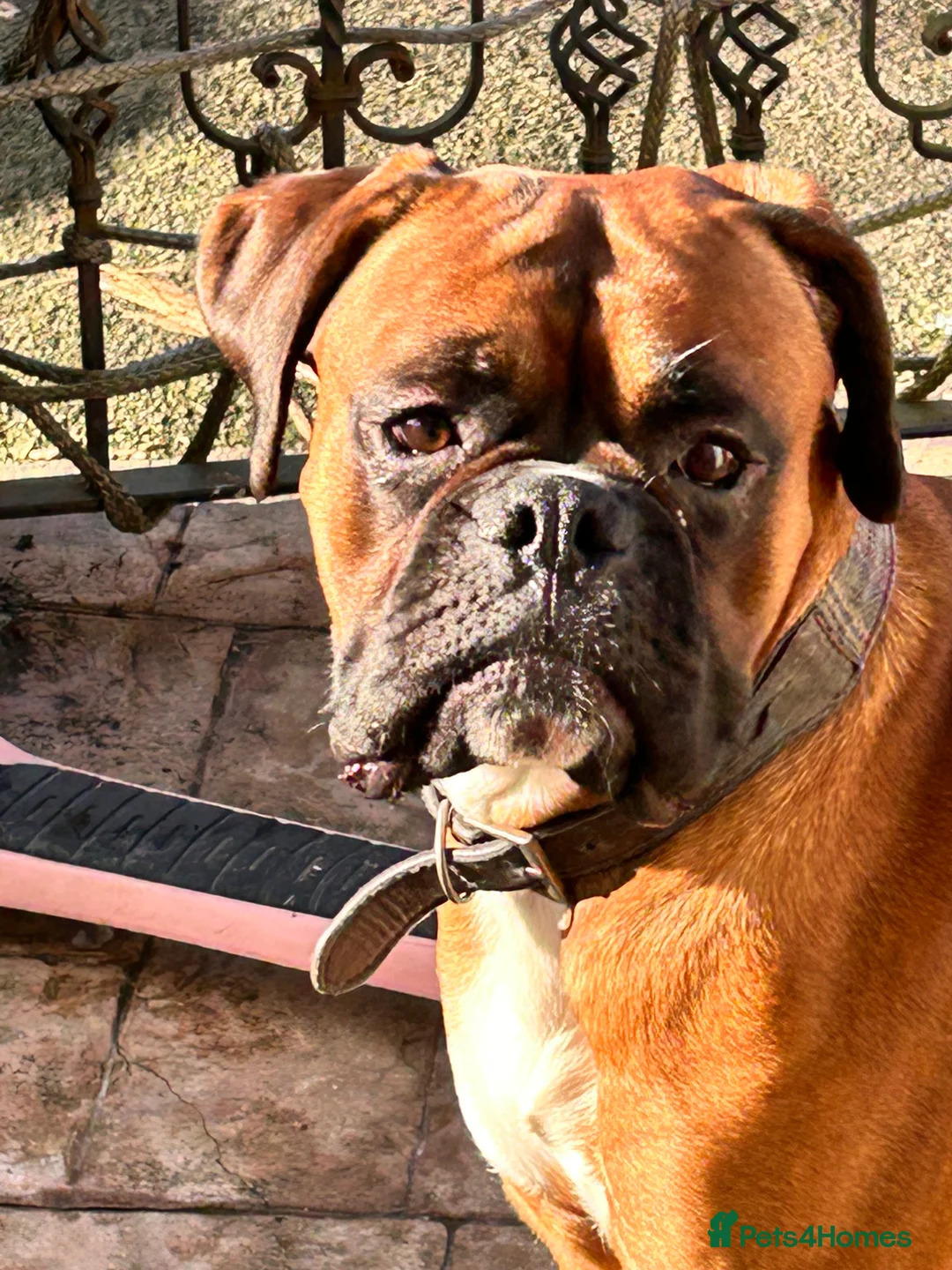 Boxer dogs for stud: Proven Handsome KC reg boxer-Heart score 0 in Tredegar - Advert 15