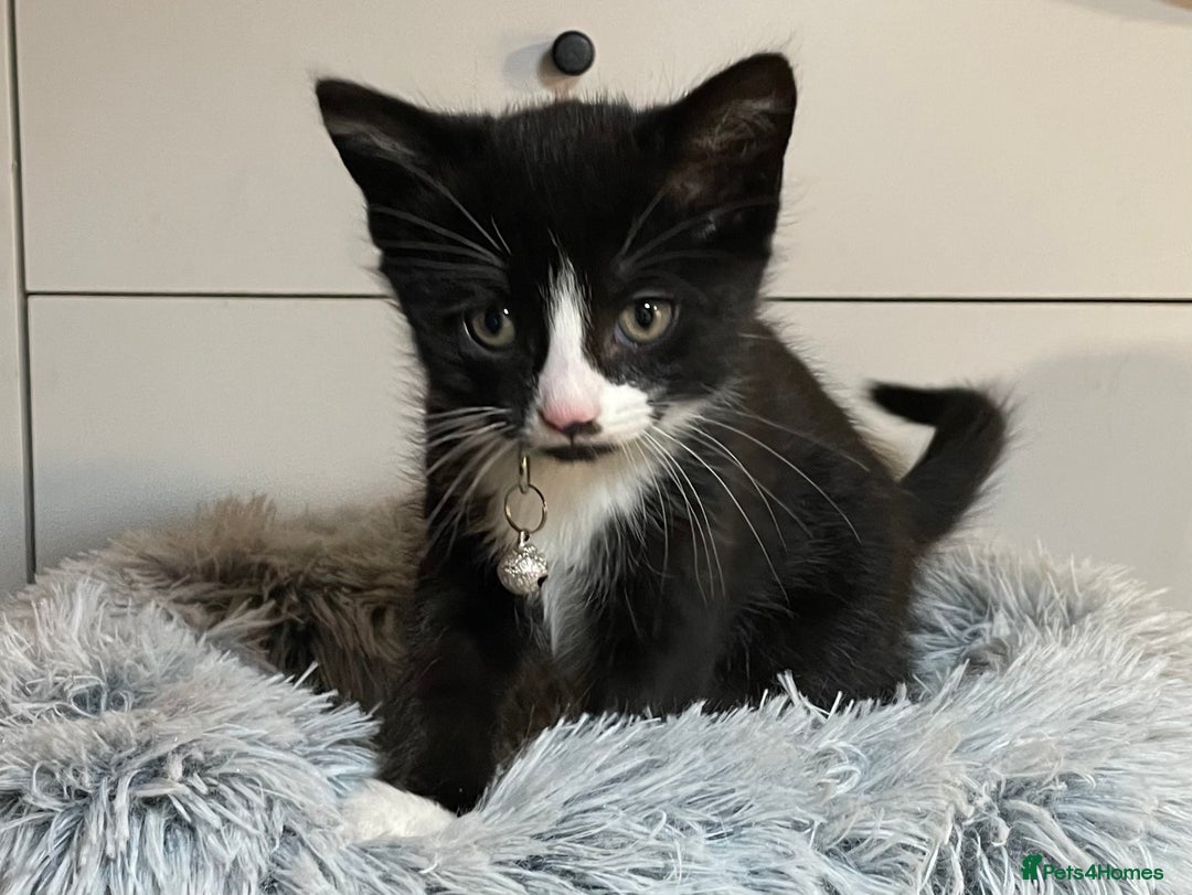 Mixed Breed cats for sale: Three energetic kittens: Noodle, Peanut and Daisy - Advert 14