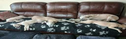 Whippet dogs for sale: High Quality Whippet pups Crufts in Bishop Auckland - Advert 19