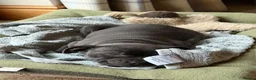 Staffordshire Bull Terrier dogs for sale: Blue Staffordshire Bull Terrier Female  in Stoke-on-Trent - Advert 2