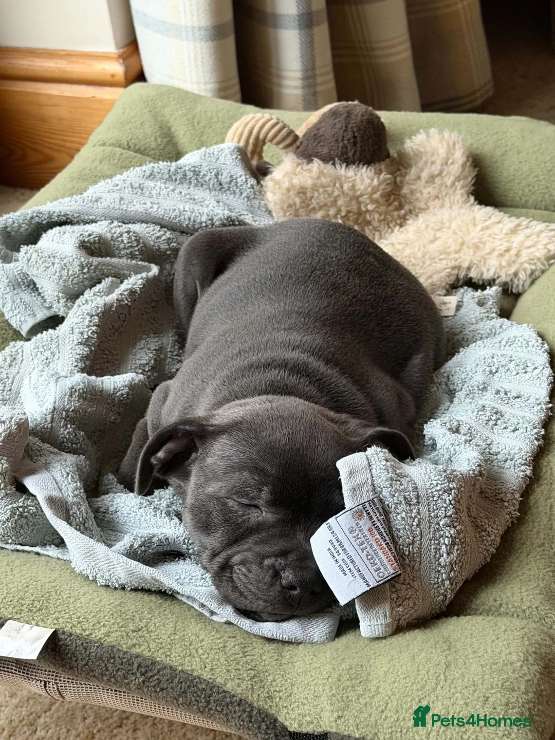 Staffordshire Bull Terrier dogs for sale: Blue Staffordshire Bull Terrier Female  in Stoke-on-Trent - Advert 2