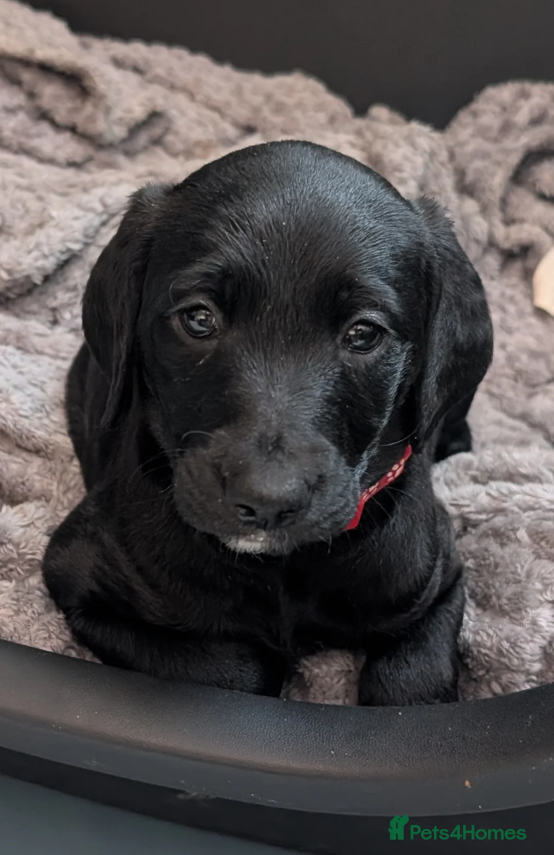 Labradoodle dogs for sale: 🐾 Labradoodle Puppies 🐾 - Advert 6