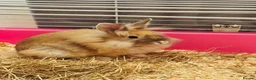Lionhead rabbits for sale: Purebred lionhead female  - Advert 3