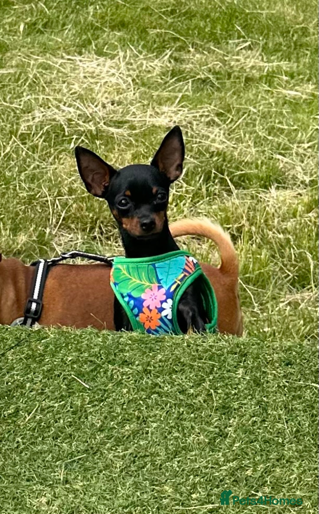 Miniature Pinscher dogs for sale: Loving Homes Wanted for Two Miniature Pinschers - Advert 9