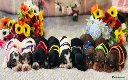Cocker Spaniel dogs for sale: Health tested clear tan point show cocker puppies - Image 7