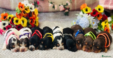 Cocker Spaniel dogs - Advert 9
