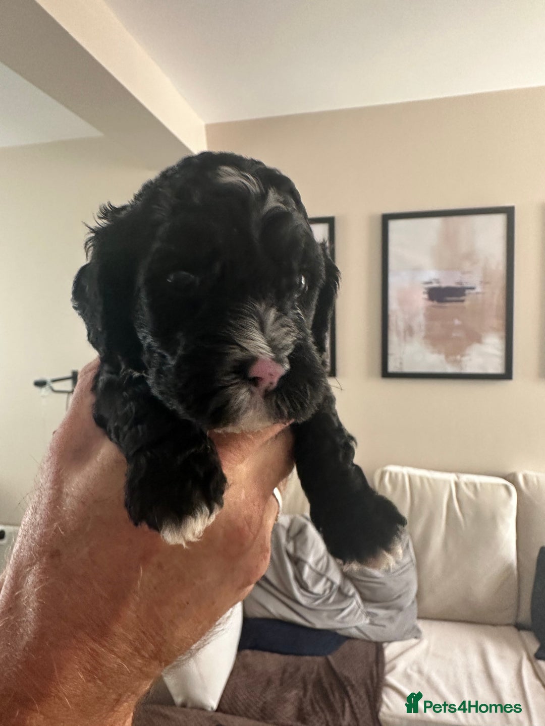 Cockapoo dogs for sale: Beautiful cockapoo puppies delivery possible - Image 6