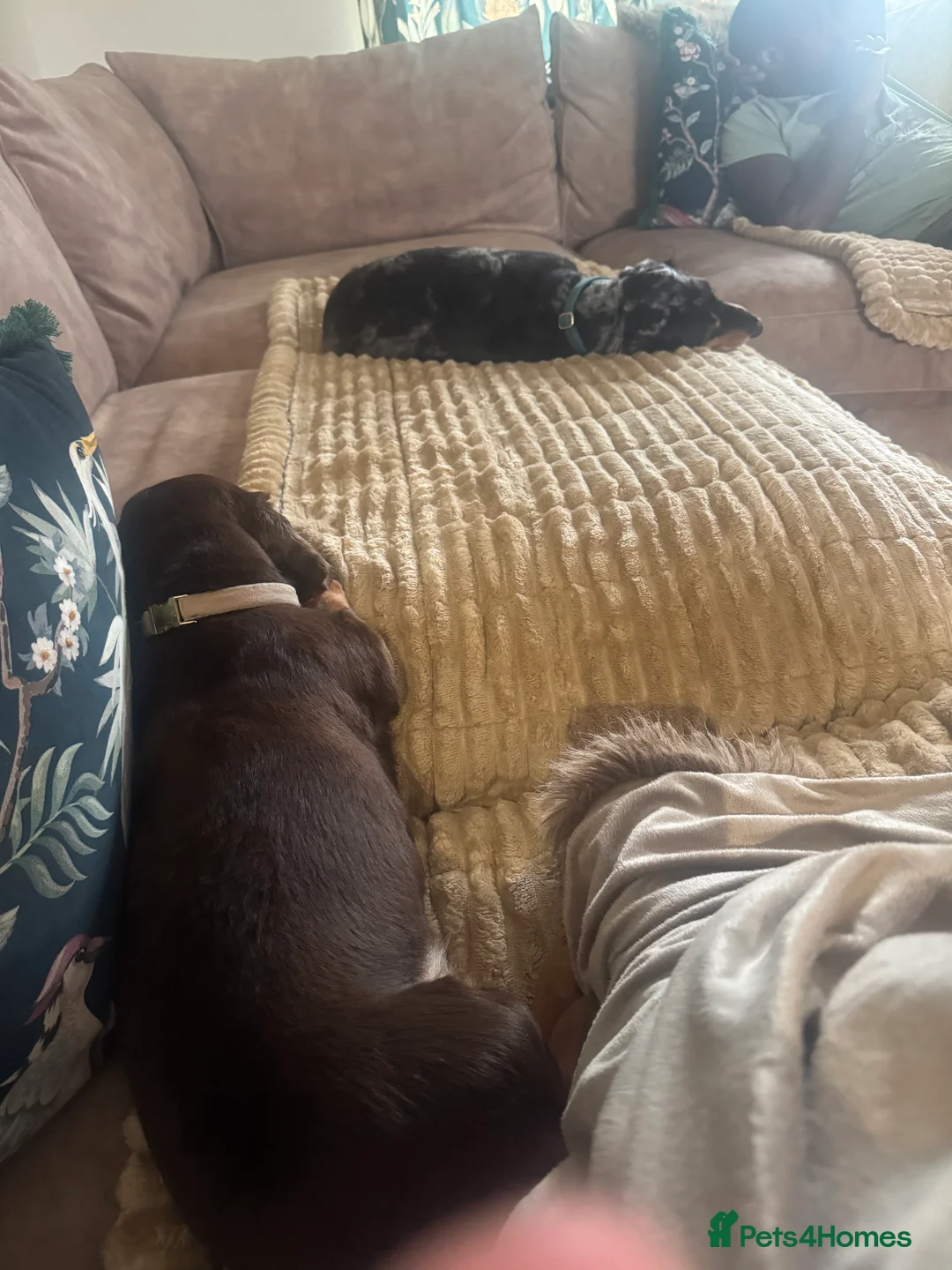 Miniature Dachshund dogs for sale: Two Miniture Dachshund  - Advert 8