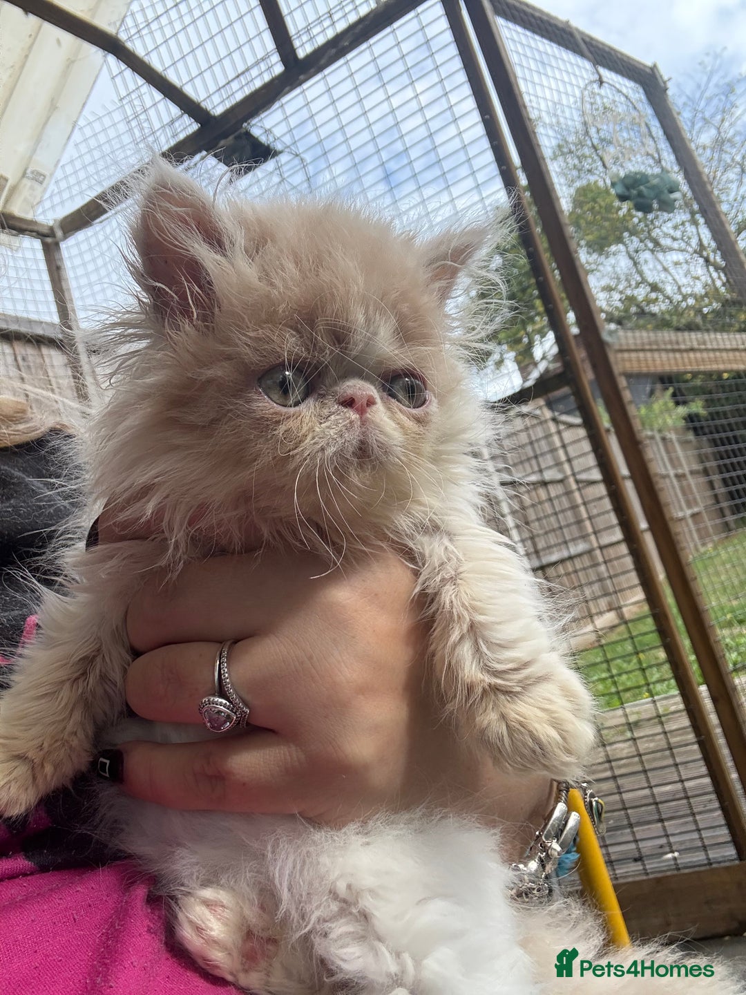 Persian cats for sale: GCCF registered Persian boy! (Colourpoint carrier) - Image 17