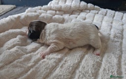 Jack Russell dogs for sale: Jack Russell puppies  - Advert 5