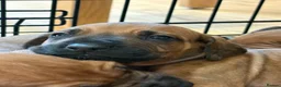 Rhodesian Ridgeback dogs for sale: KC reg/Family pet/Now accepting viewings  - Advert 3