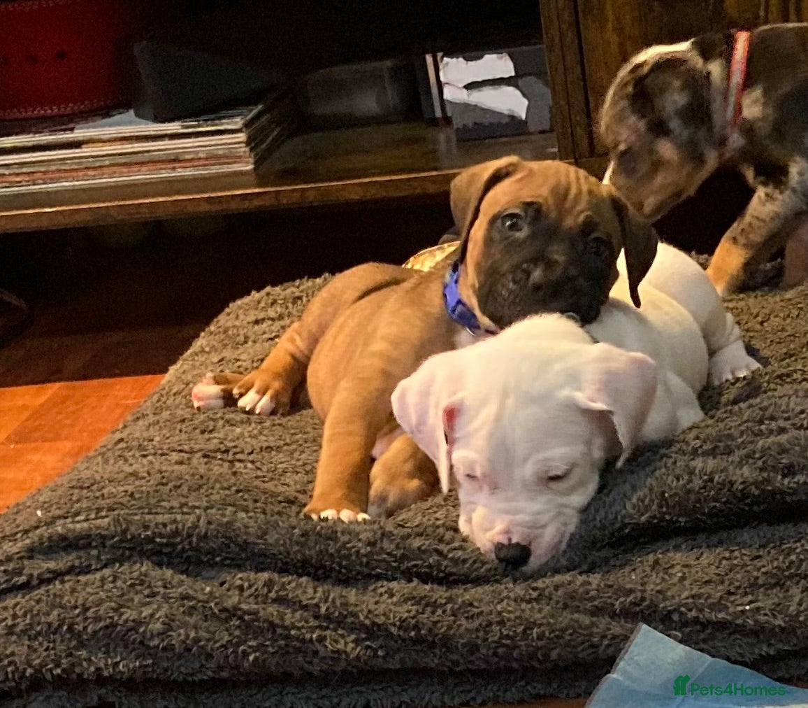 Mixed Breed dogs Mastiff x Staffy Puppies  - Advert 8