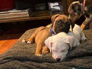 Mixed Breed dogs Mastiff x Staffy Puppies - Advert 8