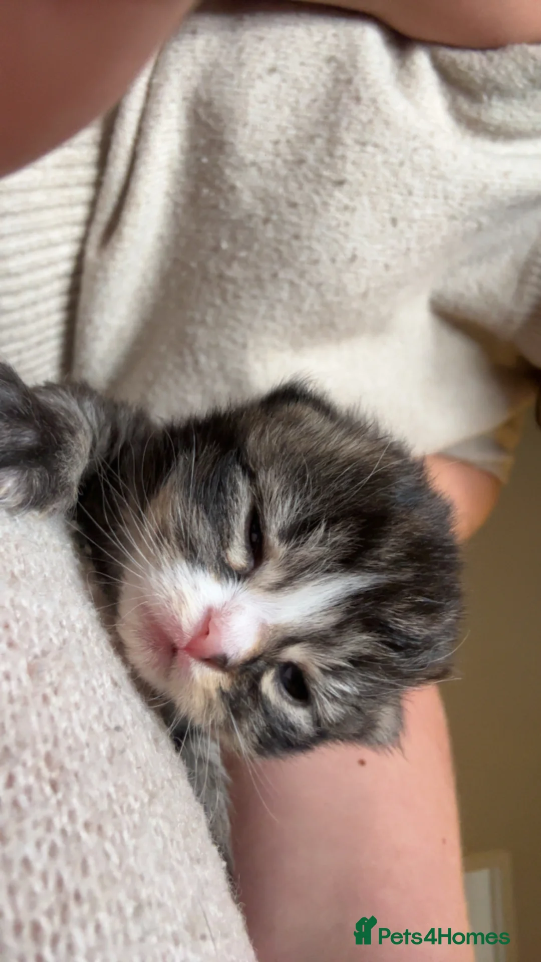 Mixed Breed cats for sale: Mixed breed kittens  - Advert 2