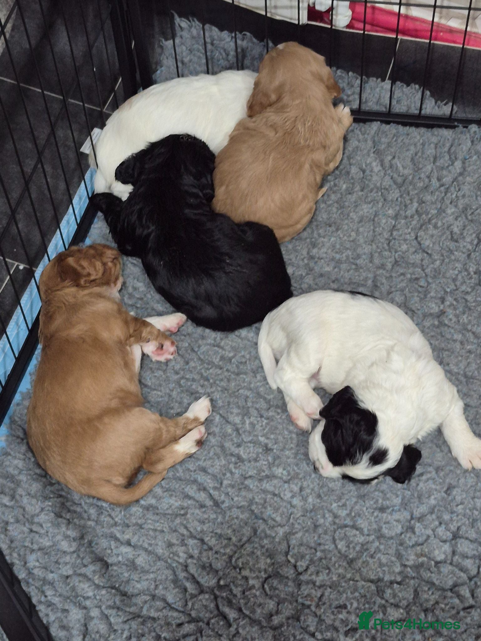 Cocker Spaniel dogs 5 beautiful cocker puppies - Advert 1