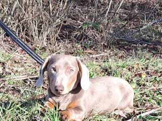 Miniature Dachshund dogs Isabella tan carrying long hair stud - Advert 1