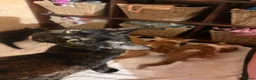 Mixed Breed cats for sale: Cat & Kittens Adoption ☺️ - Advert 12