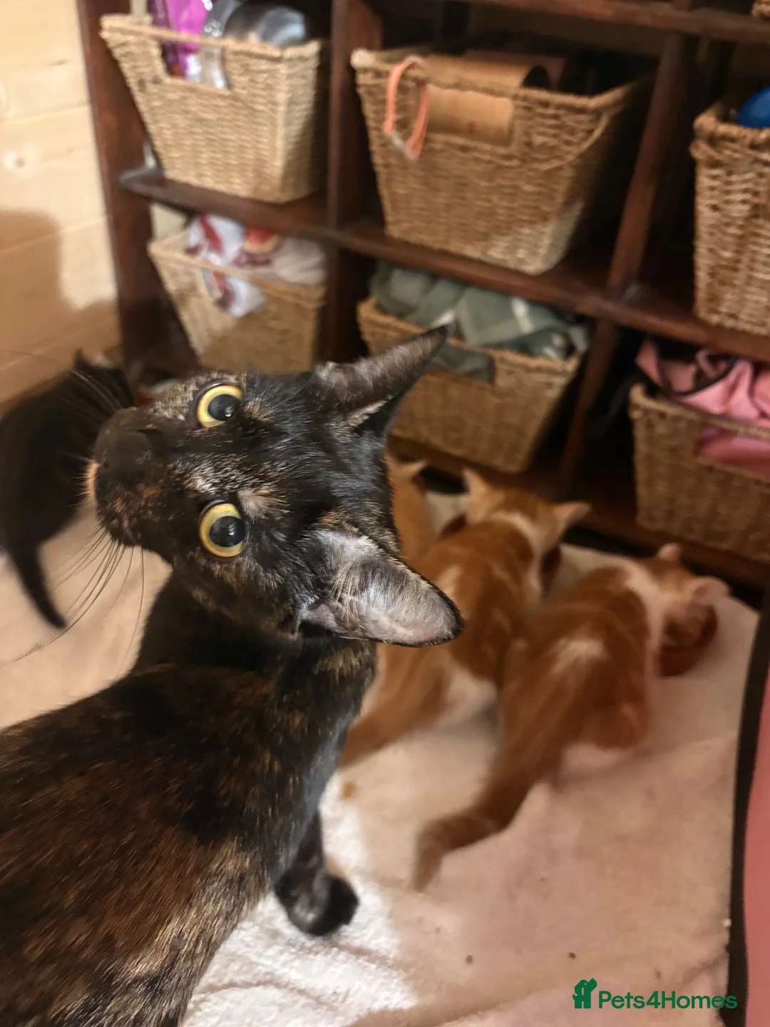 Mixed Breed cats for sale: Cat & Kittens Adoption ☺️ - Advert 12