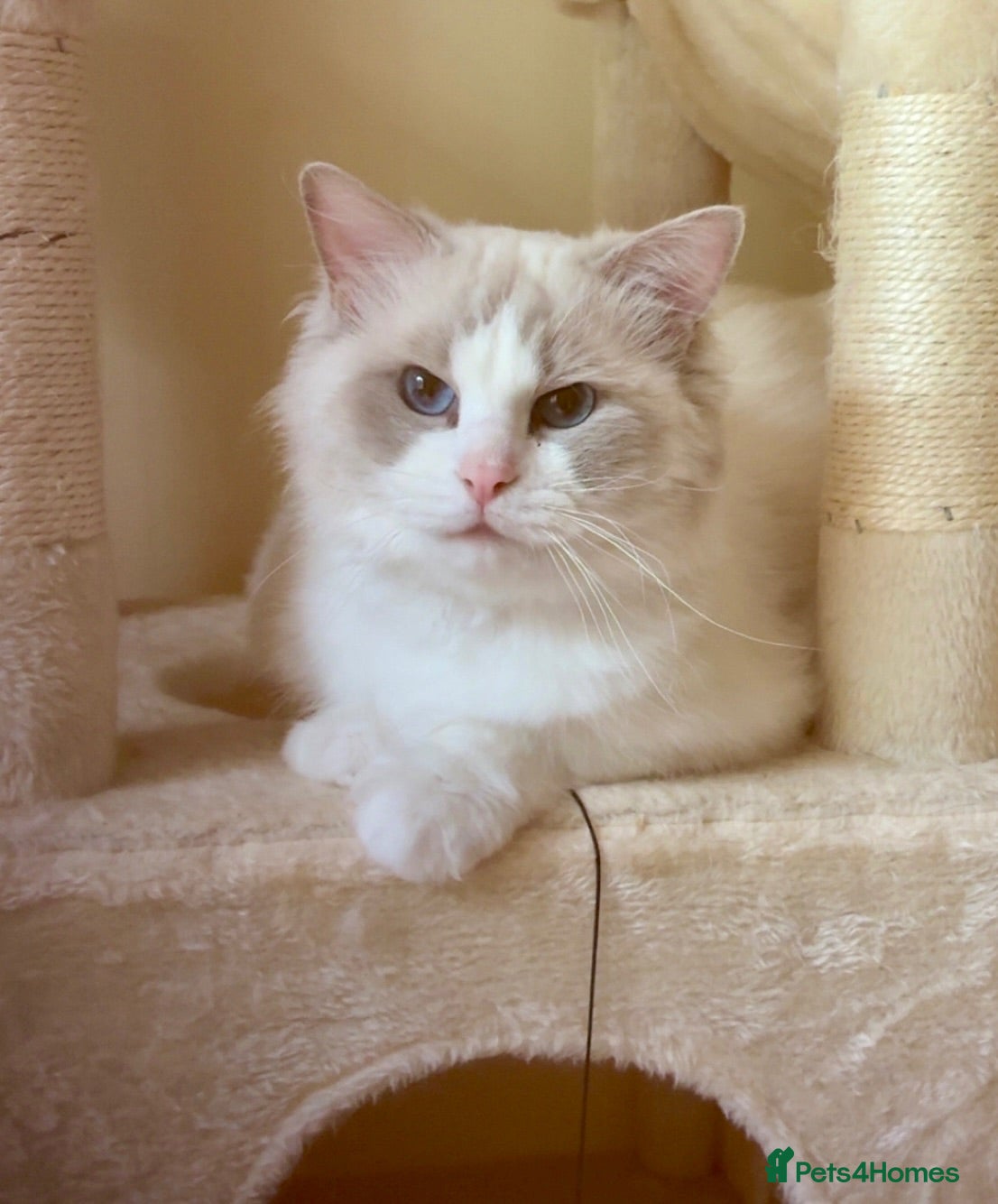 Ragdoll cats *STUD* Blue Point White Bicolour Ragdoll - Advert 2