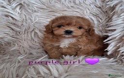 Cavapoochon dogs for sale: Top quality cavapoochons - Image 4