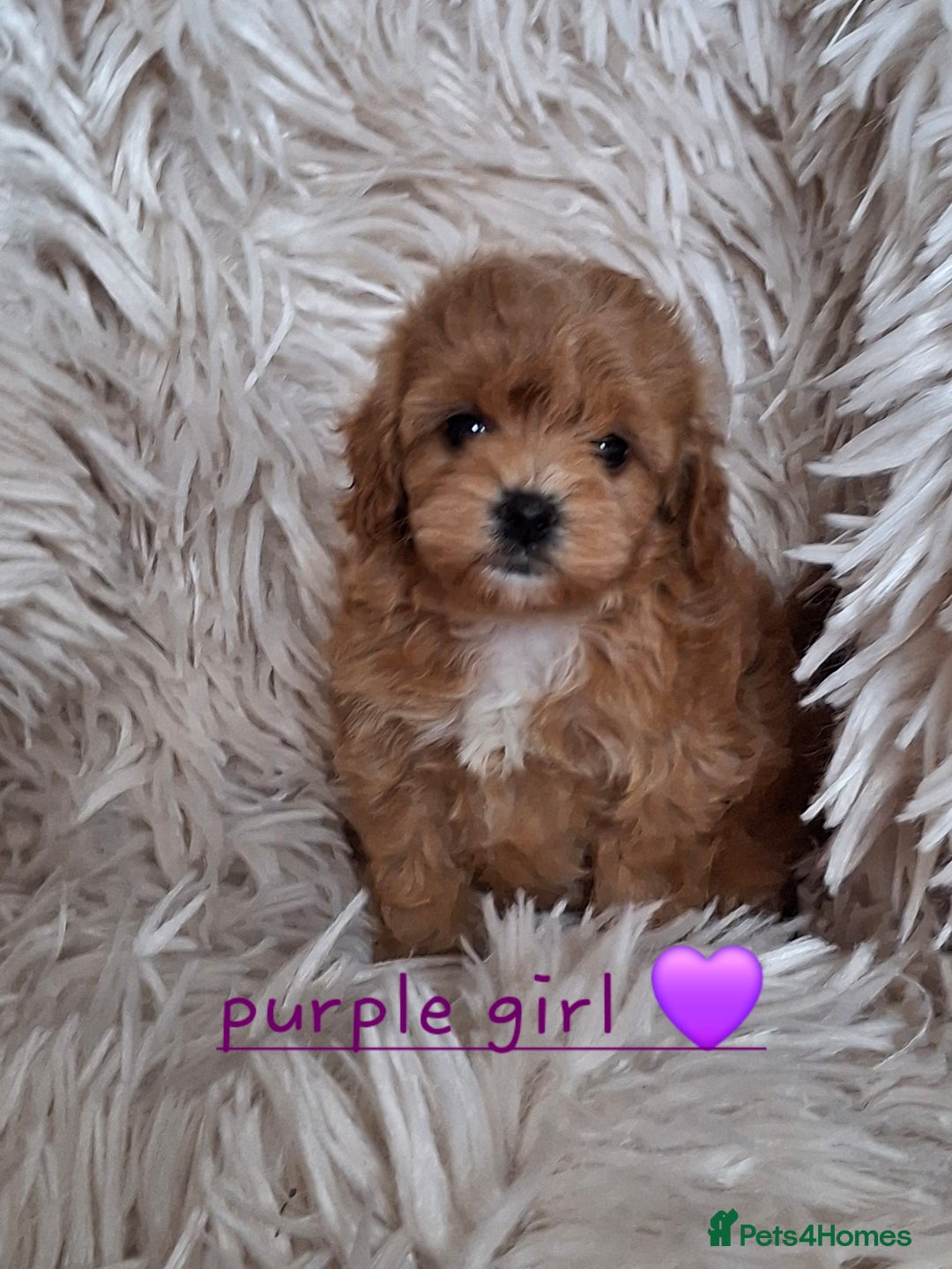 Cavapoochon dogs for sale: Top quality cavapoochons - Image 4