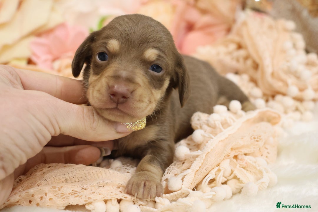 Miniature Dachshund dogs for sale: KC Miniature Dachshund Puppies - Advert 10