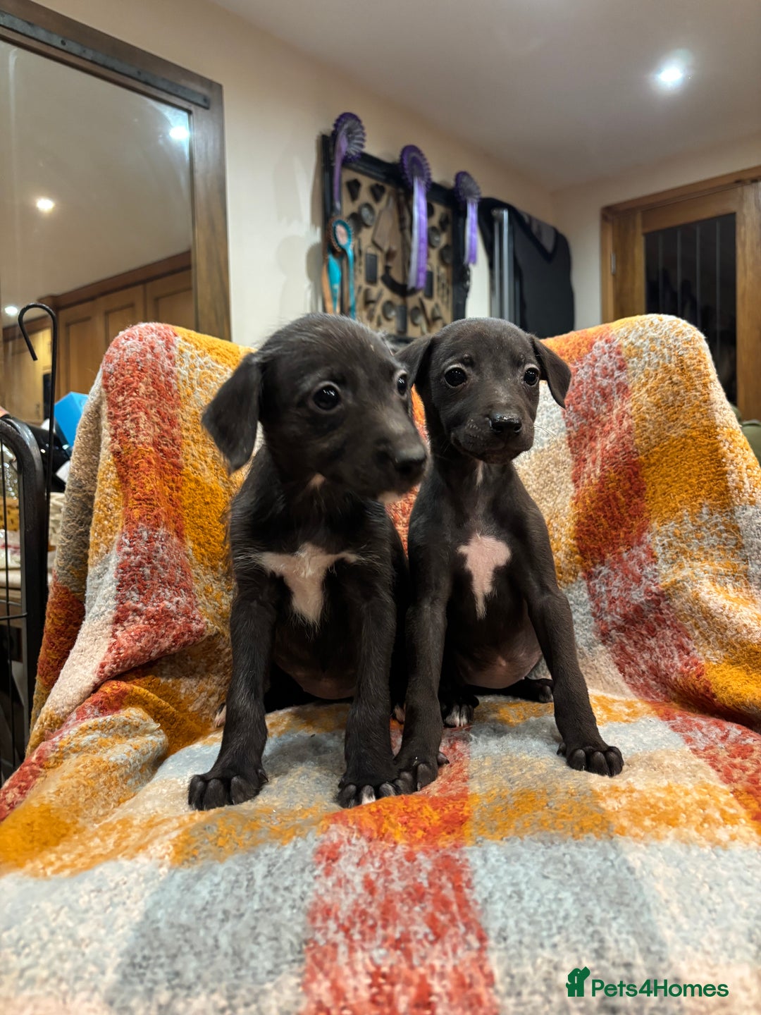 Mixed Breed dogs for sale: Bedlington whippet lurcher pups for sale  - Advert 1
