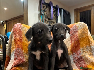 Mixed Breed dogs Bedlington whippet lurcher pups for sale - Advert 1