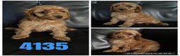 Cockapoo dogs for sale: Beautiful litter of f1 toy cockapoos  - Advert 4