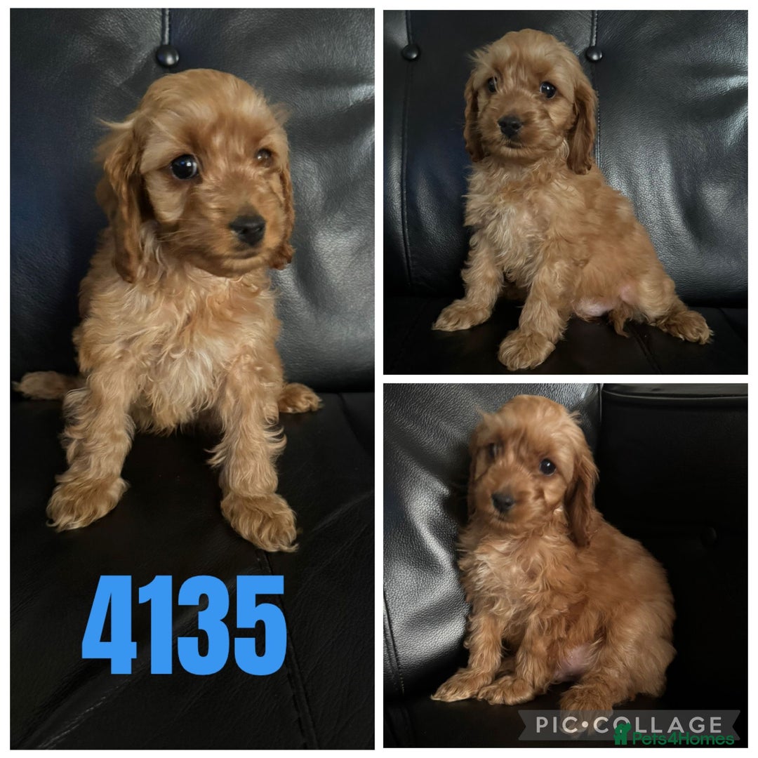 Cockapoo dogs for sale: Beautiful litter of f1 toy cockapoos  - Advert 4