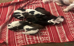 Mixed Breed dogs for sale: Sprockerdor puppies for sale  - Advert 9