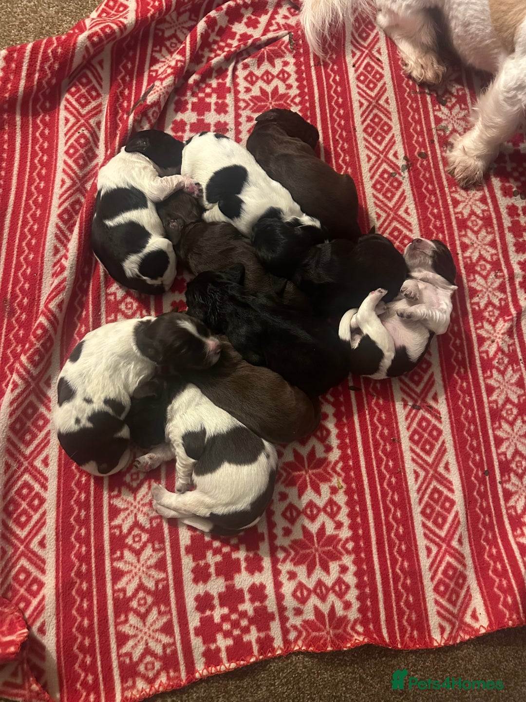 Mixed Breed dogs for sale: Sprockerdor puppies for sale  - Advert 9