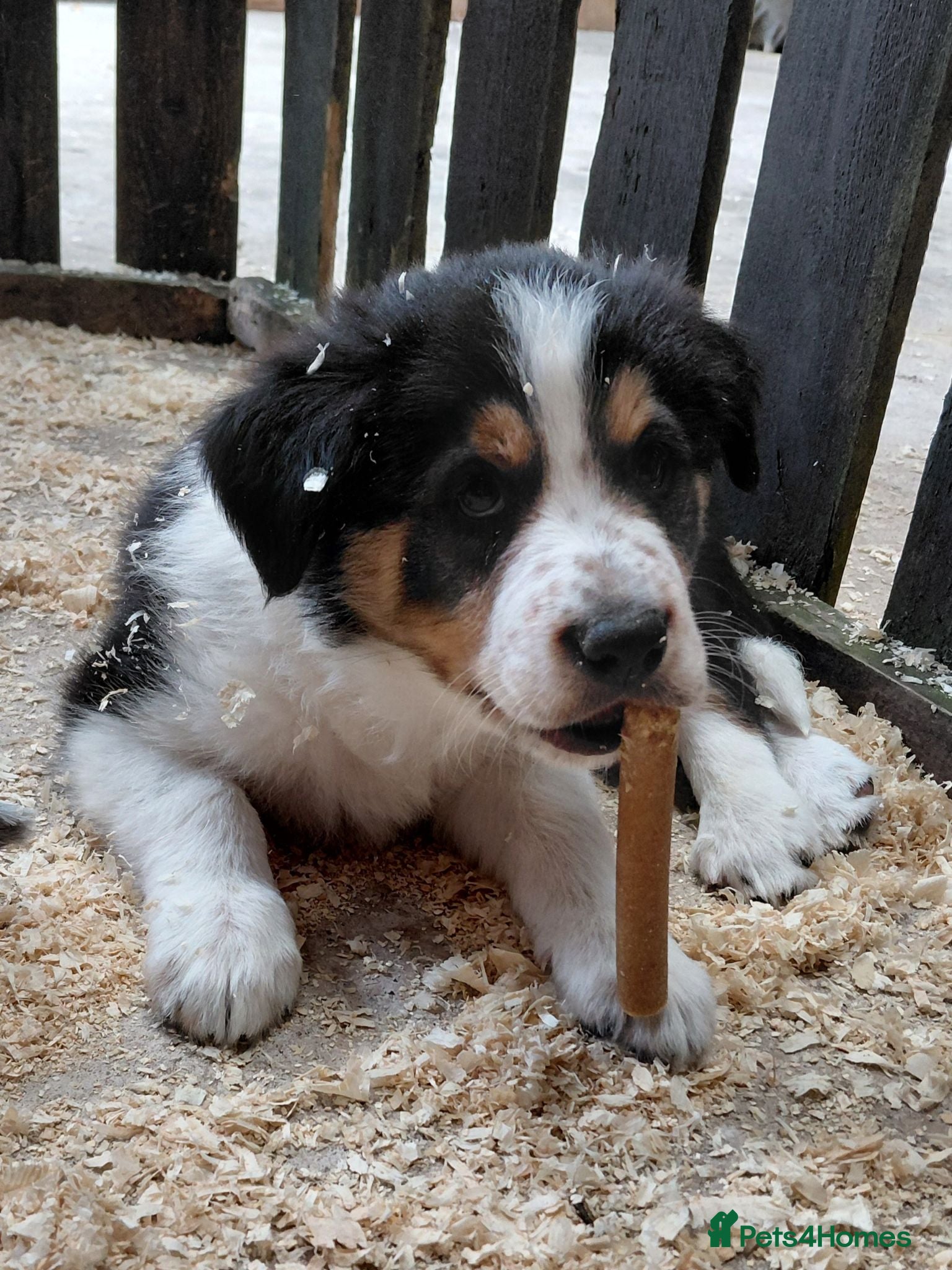 Border Collie dogs Quality farm reared border collies  - Advert 2