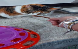Mixed Breed cats for sale: Mimi  - Image 2