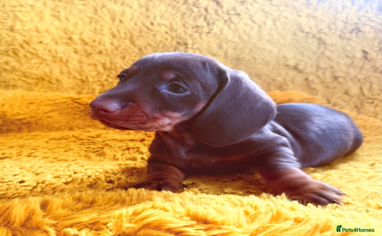 Dachshund dogs - Advert 2