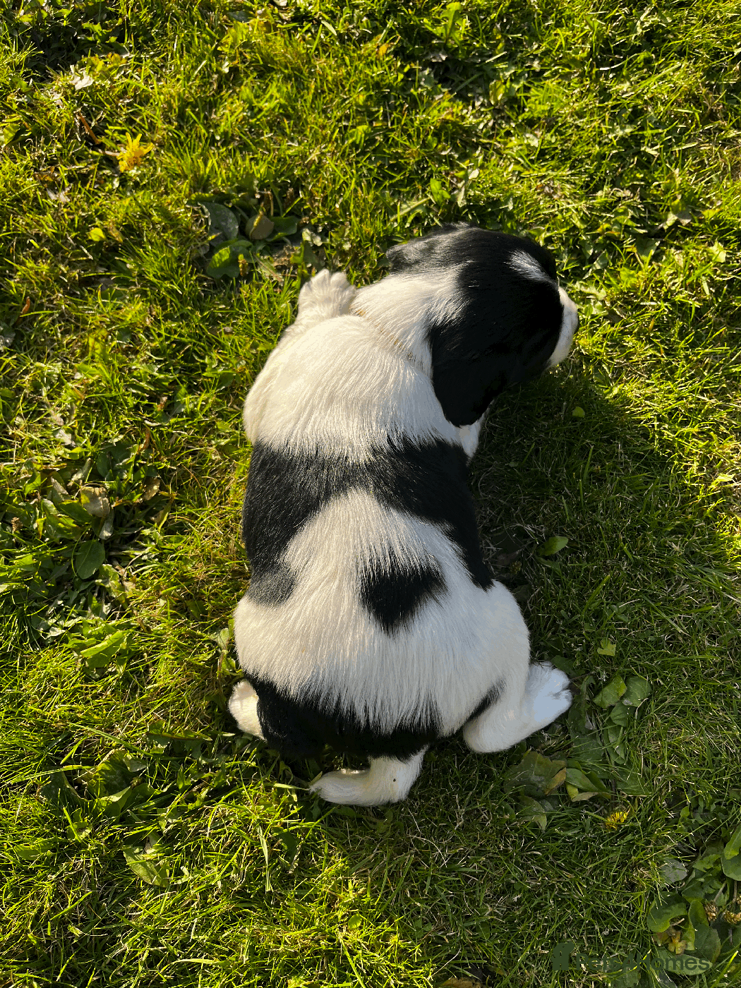 Sprocker dogs for sale: Sprocker Puppies - Image 15