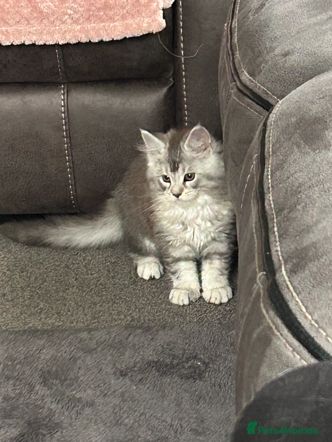 Maine Coon cats for sale: Tica Registered female Maine Coon kittens - Advert 30
