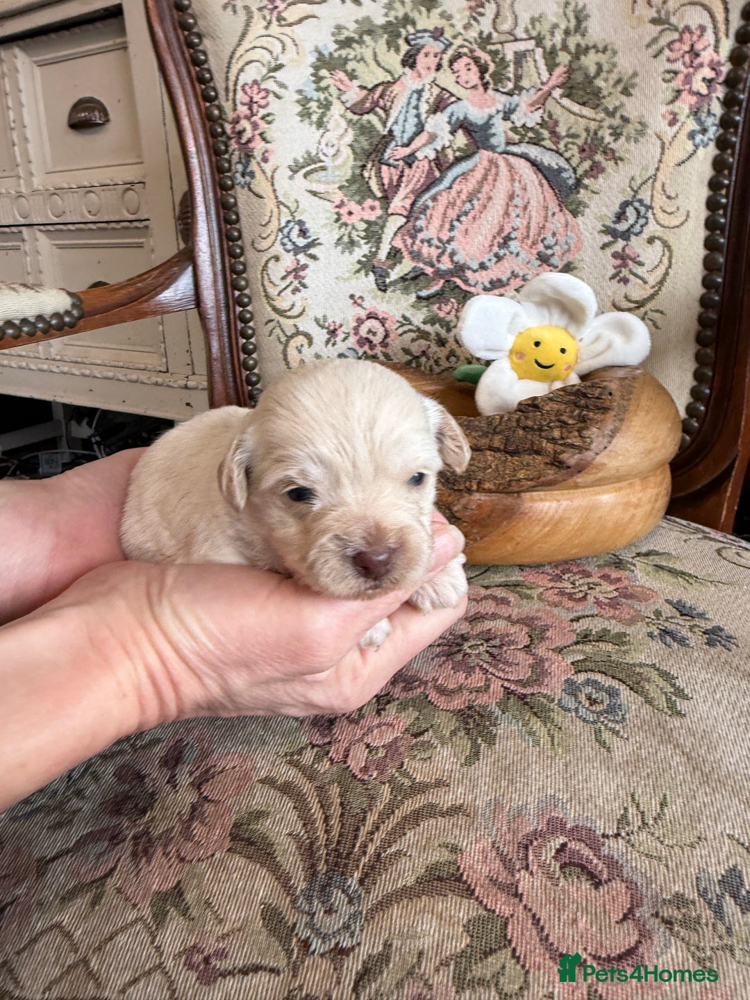 Shihpoo dogs for sale: ✨ Beautiful Shihpoo Puppies ✨  - Image 15