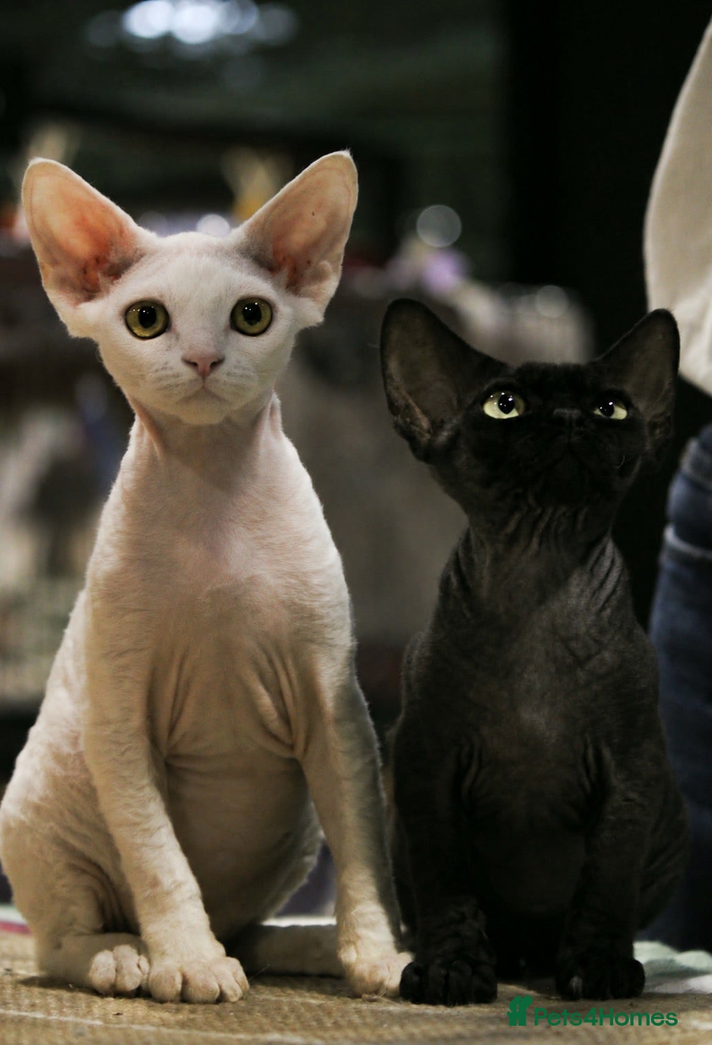 Devon Rex cats Adorable Devon Rex - Advert 1