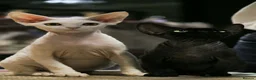 Devon Rex cats for sale: Adorable Devon Rex - Advert 1