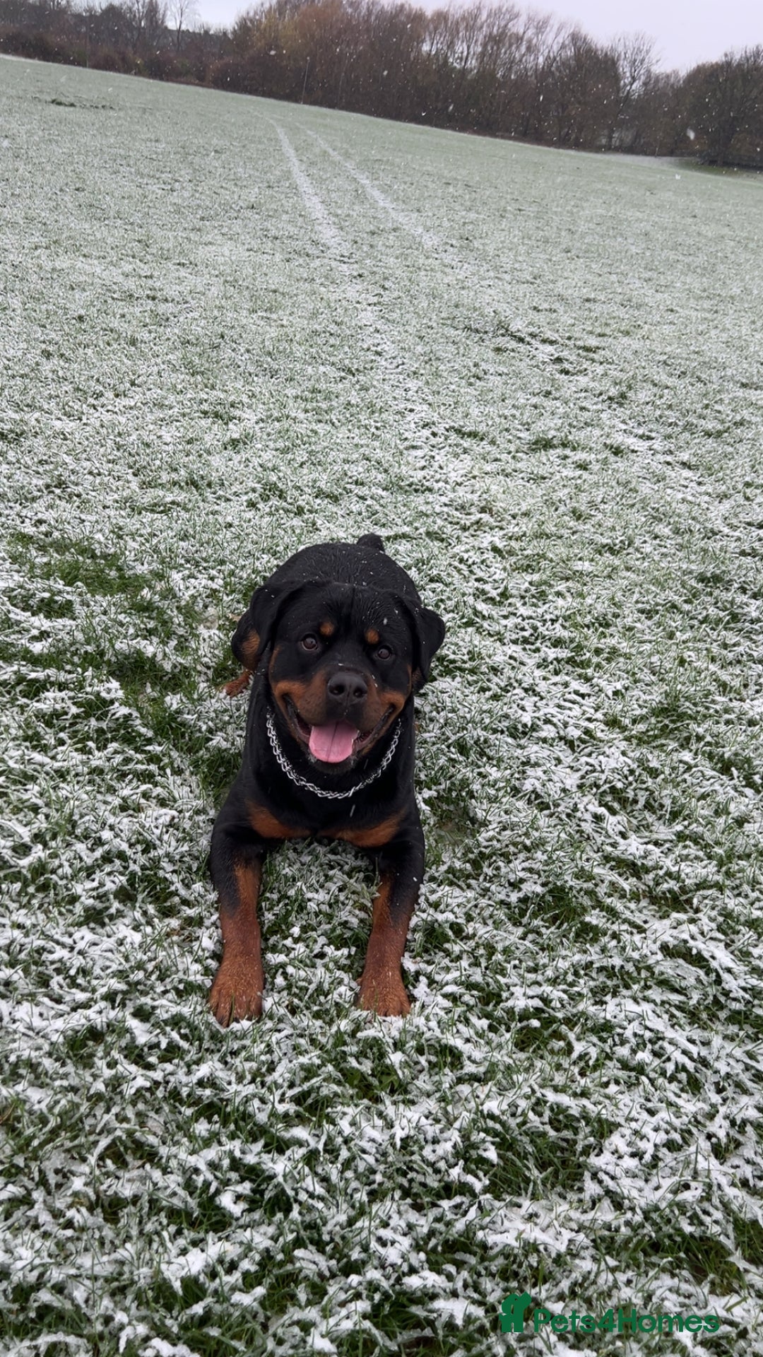 Rottweiler dogs for stud: Rottweiler for stud - Advert 2