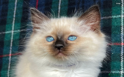 Ragdoll cats for sale: Ragdoll Kitten GCCF, ready now. - Image 1