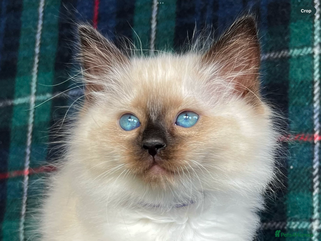 Ragdoll cats for sale: Ragdoll Kitten GCCF, ready now. - Image 1