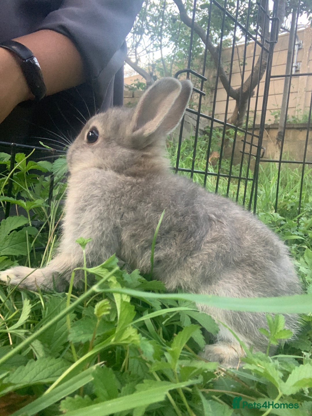 Netherland Dwarf rabbits for sale: Bunnies Netherland Dwarf Rabbits - Image 13